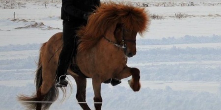 Sörli Hestamannafélag, Íþrótt, Lífstíll