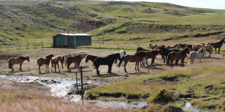 hestar, Krýsuvík, horses