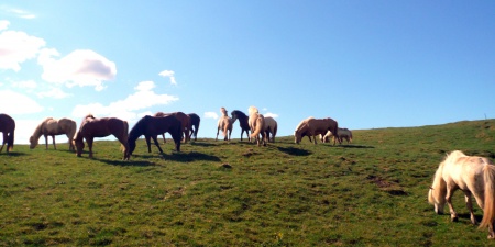 Krýsuvík, Sörli