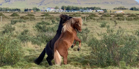 Sörli Hestamannafélag, Íþrótt, Lífstíll