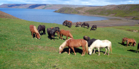 Sörli Hestamannafélag, Íþrótt, Lífstíll
