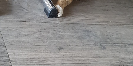 Sörli Hestamannafélag, Íþrótt, Lífstíll