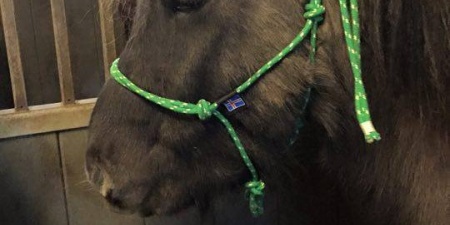 Sörli Hestamannafélag, Íþrótt, Lífstíll