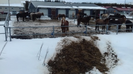 Sörli Hestamannafélag, Íþrótt, Lífstíll