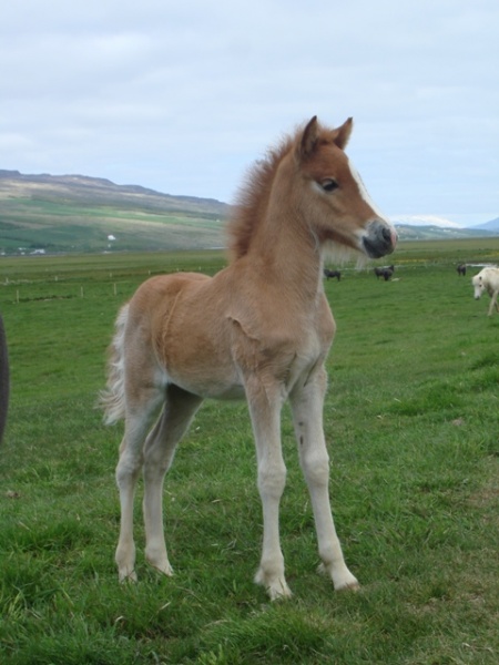 Sörli Hestamannafélag, Íþrótt, Lífstíll