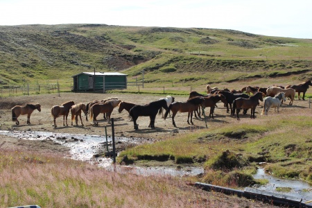 hestar, Krýsuvík, horses