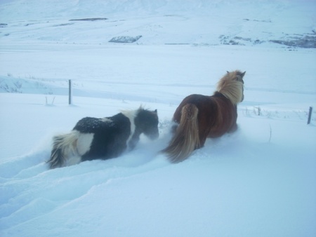 Sörli Hestamannafélag, Íþrótt, Lífstíll