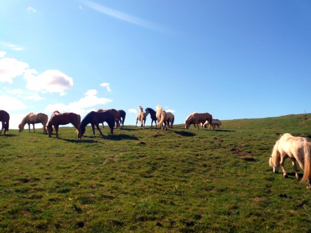 Krýsuvík, Sörli