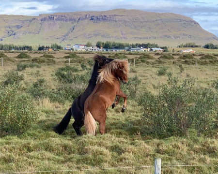 Sörli Hestamannafélag, Íþrótt, Lífstíll