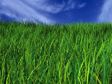 Gras, Grass