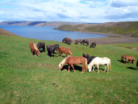 Sörli Hestamannafélag, Íþrótt, Lífstíll