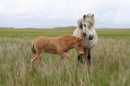 Sörli Hestamannafélag, Íþrótt, Lífstíll