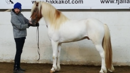 Ísak frá Þjórsárbakka
