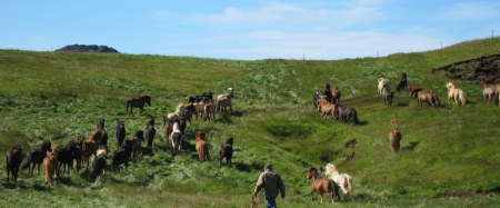 Krýsuvík, Kafgras, Hestar, Beit, Hagabeit