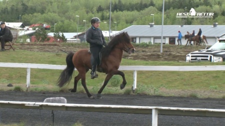 Stjörnufákur frá Bjarkarhöfða