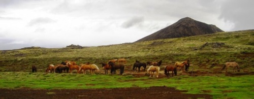 Sörli Hestamannafélag, Íþrótt, Lífstíll