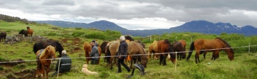 Sörli Hestamannafélag, Íþrótt, Lífstíll